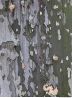 Tree Bark 0034